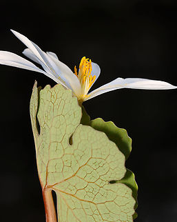 Bloodroot - Sanguinaria canadensis A fragile spring flower that opens in full sunlight and then closes at night. The blood-red root was traditionally used as a dye in addition to many medicinal uses. But, it has toxic properties and is not recommended to be ingested.

Habitat: Mesic forest Bloodroot,Geotagged,Sanguinaria,Sanguinaria canadensis,Spring,United States