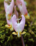 Dutchman's Breeches - Dicentra cucullaria I've never seen pink ones before!<br />
<br />
Habitat: Mesic forest<br />
https://www.jungledragon.com/image/113272/dutchmans_breeches_-_dicentra_cucullaria.html<br />
https://www.jungledragon.com/image/113273/dutchmans_breeches_-_dicentra_cucullaria.html<br />
https://www.jungledragon.com/image/113274/dutchmans_breeches_-_dicentra_cucullaria.html Dicentra cucullaria,Dutchman's breeches,Geotagged,Spring,United States