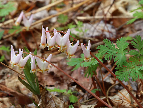 Dutchman's Breeches - Dicentra cucullaria I've never seen pink ones before!

Habitat: Mesic forest
https://www.jungledragon.com/image/113272/dutchmans_breeches_-_dicentra_cucullaria.html
https://www.jungledragon.com/image/113273/dutchmans_breeches_-_dicentra_cucullaria.html
https://www.jungledragon.com/image/113274/dutchmans_breeches_-_dicentra_cucullaria.html Dicentra,Dicentra cucullaria,Dutchman's breeches,Geotagged,Spring,United States
