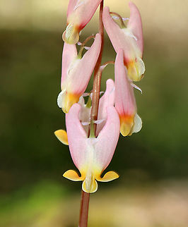 Dutchman's Breeches - Dicentra cucullaria I've never seen pink ones before!

Habitat: Mesic forest
https://www.jungledragon.com/image/113272/dutchmans_breeches_-_dicentra_cucullaria.html
https://www.jungledragon.com/image/113273/dutchmans_breeches_-_dicentra_cucullaria.html
https://www.jungledragon.com/image/113274/dutchmans_breeches_-_dicentra_cucullaria.html Dicentra cucullaria,Dutchman's breeches,Geotagged,Spring,United States