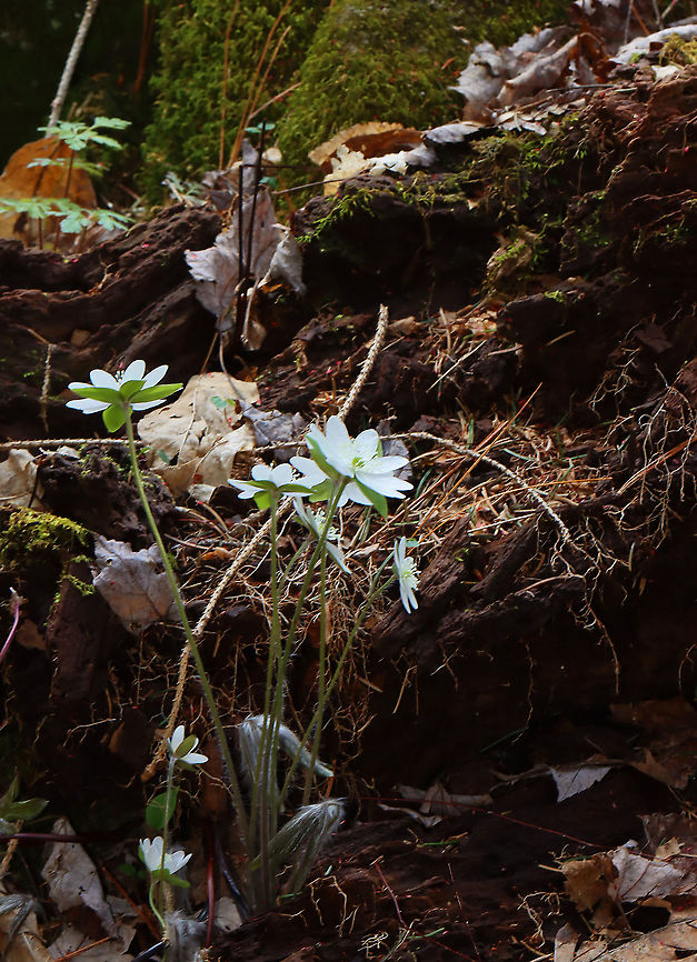 Sharp-lobed Hepatica - Anemone acutiloba An early spring wildflower with white flowers and 3-lobed leaves. I mostly find plants with lavender flowers, but this spring, it&#039;s been the reverse: mostly white and few lavender.<br />
<br />
Habitat: Mesic forest Anemone acutiloba,Geotagged,Sharp-lobed Hepatica,Spring,United States