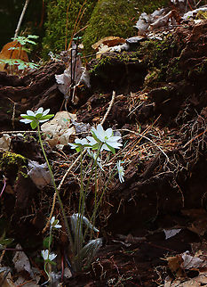 Sharp-lobed Hepatica - Anemone acutiloba An early spring wildflower with white flowers and 3-lobed leaves. I mostly find plants with lavender flowers, but this spring, it's been the reverse: mostly white and few lavender.

Habitat: Mesic forest Anemone acutiloba,Geotagged,Sharp-lobed Hepatica,Spring,United States