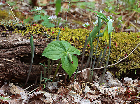 Red Trillium - Trillium erectum 10 days ago, none of these flowers had popped up yet and it felt like spring would never truly arrive. Thanks to some rain and a couple warm-ish days, I can finally say that the ephemerals are popping up.

Habitat: Mesic forest

*ID is for the trillium (three-leaved plant with drooping, red flower bud) Geotagged,Red trillium,Spring,Trillium,Trillium erectum,United States
