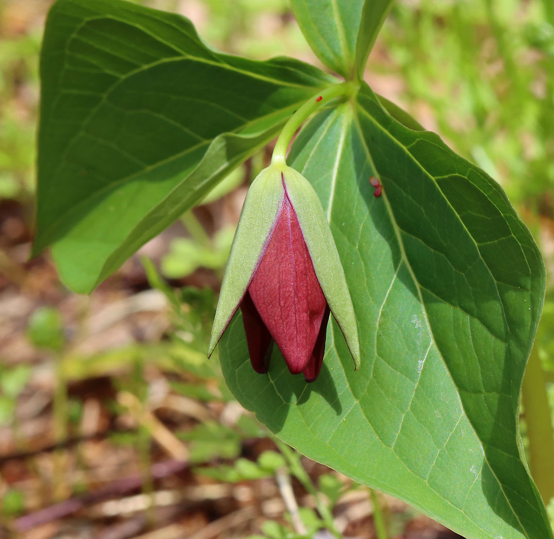 Red Trillium - Trillium erectum Habitat: Mesic forest<br />
<br />
 Geotagged,Red trillium,Spring,Trillium,Trillium erectum,United States