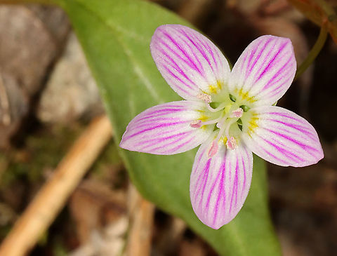 Spring Beauty - Claytonia virginica It's so pink this year!

Habitat: Mesic forest/bog edge
https://www.jungledragon.com/image/113278/spring_beauty_-_claytonia_virginica.html
https://www.jungledragon.com/image/113281/spring_beauty_-_claytonia_virginica.html
https://www.jungledragon.com/image/113280/spring_beauty_-_claytonia_virginica.html Claytonia virginica,Geotagged,Spring,United States