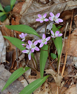 Spring Beauty - Claytonia virginica It's so pink this year!

Habitat: Mesic forest/bog edge
https://www.jungledragon.com/image/113278/spring_beauty_-_claytonia_virginica.html
https://www.jungledragon.com/image/113281/spring_beauty_-_claytonia_virginica.html
https://www.jungledragon.com/image/113280/spring_beauty_-_claytonia_virginica.html Claytonia virginica,Geotagged,Spring,United States