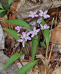 Spring Beauty - Claytonia virginica It's so pink this year!<br />
<br />
Habitat: Mesic forest/bog edge<br />
https://www.jungledragon.com/image/113278/spring_beauty_-_claytonia_virginica.html<br />
https://www.jungledragon.com/image/113281/spring_beauty_-_claytonia_virginica.html<br />
https://www.jungledragon.com/image/113280/spring_beauty_-_claytonia_virginica.html Claytonia virginica,Geotagged,Spring,United States