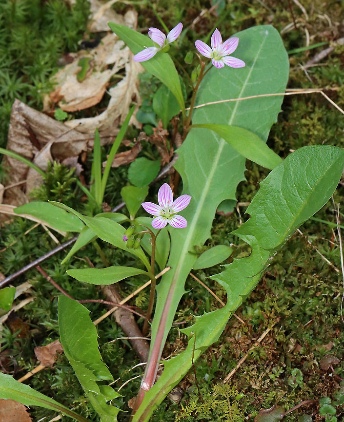 Spring Beauty - Claytonia virginica It&#039;s so pink this year!<br />
<br />
Habitat: Mesic forest/bog edge<br />
<figure class="photo"><a href="https://www.jungledragon.com/image/113278/spring_beauty_-_claytonia_virginica.html" title="Spring Beauty - Claytonia virginica"><img src="https://s3.amazonaws.com/media.jungledragon.com/images/3232/113278_thumb.jpg?AWSAccessKeyId=05GMT0V3GWVNE7GGM1R2&Expires=1759968010&Signature=rJlF0t%2F9am6Rz4h4RDwaEEVhZgY%3D" width="200" height="154" alt="Spring Beauty - Claytonia virginica It&#039;s so pink this year!<br />
<br />
Habitat: Mesic forest/bog edge<br />
https://www.jungledragon.com/image/113278/spring_beauty_-_claytonia_virginica.html<br />
https://www.jungledragon.com/image/113281/spring_beauty_-_claytonia_virginica.html<br />
https://www.jungledragon.com/image/113280/spring_beauty_-_claytonia_virginica.html Claytonia virginica,Geotagged,Spring,United States" /></a></figure><br />
<figure class="photo"><a href="https://www.jungledragon.com/image/113281/spring_beauty_-_claytonia_virginica.html" title="Spring Beauty - Claytonia virginica"><img src="https://s3.amazonaws.com/media.jungledragon.com/images/3232/113281_thumb.jpg?AWSAccessKeyId=05GMT0V3GWVNE7GGM1R2&Expires=1759968010&Signature=AiH9K0cHFXyjqxMLb2Fut8DJp%2Bg%3D" width="124" height="152" alt="Spring Beauty - Claytonia virginica It&#039;s so pink this year!<br />
<br />
Habitat: Mesic forest/bog edge<br />
https://www.jungledragon.com/image/113278/spring_beauty_-_claytonia_virginica.html<br />
https://www.jungledragon.com/image/113281/spring_beauty_-_claytonia_virginica.html<br />
https://www.jungledragon.com/image/113280/spring_beauty_-_claytonia_virginica.html Claytonia,Claytonia virginica,Geotagged,Spring,United States,spring beauty" /></a></figure><br />
<figure class="photo"><a href="https://www.jungledragon.com/image/113280/spring_beauty_-_claytonia_virginica.html" title="Spring Beauty - Claytonia virginica"><img src="https://s3.amazonaws.com/media.jungledragon.com/images/3232/113280_thumb.jpg?AWSAccessKeyId=05GMT0V3GWVNE7GGM1R2&Expires=1759968010&Signature=UvkqPnxuKjRNS%2Bv21J4fK7KZUfs%3D" width="126" height="152" alt="Spring Beauty - Claytonia virginica It&#039;s so pink this year!<br />
<br />
Habitat: Mesic forest/bog edge<br />
https://www.jungledragon.com/image/113278/spring_beauty_-_claytonia_virginica.html<br />
https://www.jungledragon.com/image/113281/spring_beauty_-_claytonia_virginica.html<br />
https://www.jungledragon.com/image/113280/spring_beauty_-_claytonia_virginica.html Claytonia virginica,Geotagged,Spring,United States" /></a></figure> Claytonia,Claytonia virginica,Geotagged,Spring,United States,spring beauty