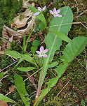 Spring Beauty - Claytonia virginica It's so pink this year!<br />
<br />
Habitat: Mesic forest/bog edge<br />
https://www.jungledragon.com/image/113278/spring_beauty_-_claytonia_virginica.html<br />
https://www.jungledragon.com/image/113281/spring_beauty_-_claytonia_virginica.html<br />
https://www.jungledragon.com/image/113280/spring_beauty_-_claytonia_virginica.html Claytonia,Claytonia virginica,Geotagged,Spring,United States,spring beauty
