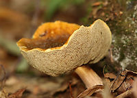 Mushroom - Leccinum sp. Another unknown...<br />
<br />
Habitat: Deciduous forest<br />
https://www.jungledragon.com/image/113360/mushroom_-_boletales.html Boletales,Geotagged,Leccinum,Summer,United States,bolete,fungus,mushroom