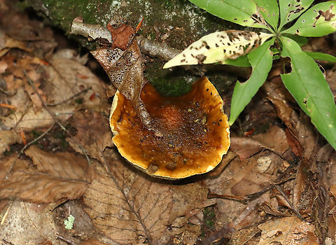 Mushroom -  Leccinum sp. Another unknown...

Habitat: Deciduous forest
https://www.jungledragon.com/image/113359/mushroom_-_boletales.html Geotagged,Leccinum,Summer,United State