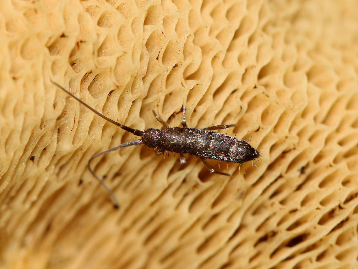 Springtail - Pogonognathellus nigritus Habitat: Bolete; deciduous forest<br />
<br />
*Genus ID corrected on BugGuide. Species ID is tentative. Collembola,Geotagged,Pogonognathellus,Pogonognathellus nigritus,Summer,United States,springtail