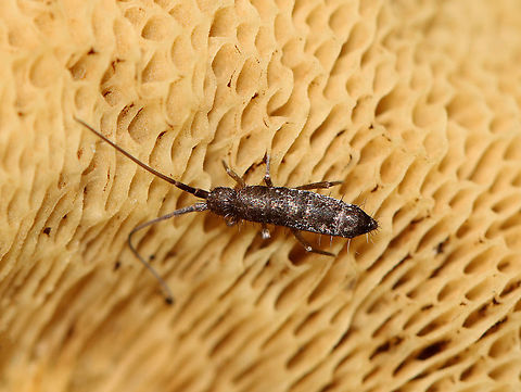 Springtail - Pogonognathellus nigritus Habitat: Bolete; deciduous forest

*Genus ID corrected on BugGuide. Species ID is tentative. Collembola,Geotagged,Pogonognathellus,Pogonognathellus nigritus,Summer,United States,springtail