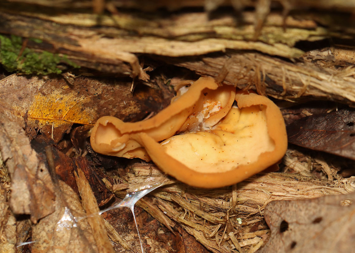 Otidea unicisa Habitat: Growing on rotting wood; deciduous forest Geotagged,Otidea,Otidea unicisa,Summer,United States,fungus