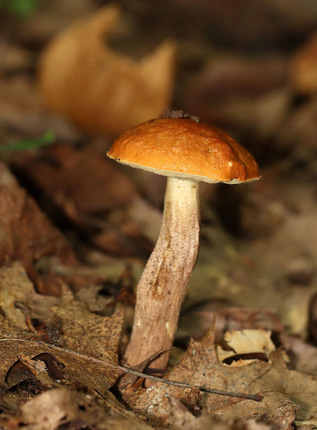 Leccinum longicurvipes Growing on the ground; deciduous forest<br />
<figure class="photo"><a href="https://www.jungledragon.com/image/113363/leccinum_longicurvipes.html" title="Leccinum longicurvipes"><img src="https://s3.amazonaws.com/media.jungledragon.com/images/3232/113363_thumb.jpg?AWSAccessKeyId=05GMT0V3GWVNE7GGM1R2&Expires=1767225610&Signature=ZBbw%2Fcm601R54O9Fh121%2F8l9eU8%3D" width="114" height="152" alt="Leccinum longicurvipes Growing on the ground; deciduous forest<br />
https://www.jungledragon.com/image/113363/leccinum_longicurvipes.html<br />
https://www.jungledragon.com/image/113365/leccinum_longicurvipes.html<br />
https://www.jungledragon.com/image/113364/leccinum_longicurvipes.html<br />
 Geotagged,Leccinum Longicurvipes,Leccinum longicurvipes,Summer,United States" /></a></figure><br />
<figure class="photo"><a href="https://www.jungledragon.com/image/113365/leccinum_longicurvipes.html" title="Leccinum longicurvipes"><img src="https://s3.amazonaws.com/media.jungledragon.com/images/3232/113365_thumb.jpg?AWSAccessKeyId=05GMT0V3GWVNE7GGM1R2&Expires=1767225610&Signature=Xuhj%2FtafNJrNQFeZ63%2FX9xi5p6g%3D" width="110" height="152" alt="Leccinum longicurvipes Growing on the ground; deciduous forest<br />
https://www.jungledragon.com/image/113363/leccinum_longicurvipes.html<br />
https://www.jungledragon.com/image/113365/leccinum_longicurvipes.html<br />
https://www.jungledragon.com/image/113364/leccinum_longicurvipes.html<br />
 Geotagged,Leccinum,Leccinum Longicurvipes,Leccinum longicurvipes,Summer,United States,fungus,mushroom" /></a></figure><br />
<figure class="photo"><a href="https://www.jungledragon.com/image/113364/leccinum_longicurvipes.html" title="Leccinum longicurvipes"><img src="https://s3.amazonaws.com/media.jungledragon.com/images/3232/113364_thumb.jpg?AWSAccessKeyId=05GMT0V3GWVNE7GGM1R2&Expires=1767225610&Signature=ftiZgc2cYSGFpgq%2F7BGfcetzusw%3D" width="200" height="154" alt="Leccinum longicurvipes Growing on the ground; deciduous forest<br />
https://www.jungledragon.com/image/113363/leccinum_longicurvipes.html<br />
https://www.jungledragon.com/image/113365/leccinum_longicurvipes.html<br />
https://www.jungledragon.com/image/113364/leccinum_longicurvipes.html<br />
 Geotagged,Leccinum Longicurvipes,Leccinum longicurvipes,Summer,United States" /></a></figure><br />
 Geotagged,Leccinum Longicurvipes,Leccinum longicurvipes,Summer,United States