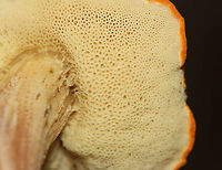 Leccinum longicurvipes Growing on the ground; deciduous forest<br />
https://www.jungledragon.com/image/113363/leccinum_longicurvipes.html<br />
https://www.jungledragon.com/image/113365/leccinum_longicurvipes.html<br />
https://www.jungledragon.com/image/113364/leccinum_longicurvipes.html<br />
 Geotagged,Leccinum Longicurvipes,Leccinum longicurvipes,Summer,United States