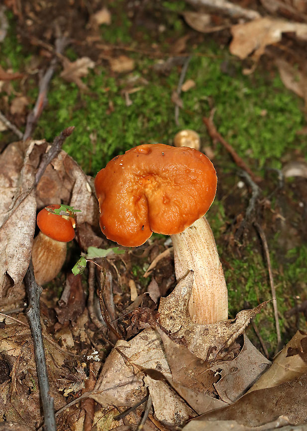 Leccinum longicurvipes Growing on the ground; deciduous forest<br />
<figure class="photo"><a href="https://www.jungledragon.com/image/113363/leccinum_longicurvipes.html" title="Leccinum longicurvipes"><img src="https://s3.amazonaws.com/media.jungledragon.com/images/3232/113363_thumb.jpg?AWSAccessKeyId=05GMT0V3GWVNE7GGM1R2&Expires=1759968010&Signature=HLTnq0KEYL%2FvbyOfbVWUcZShRvM%3D" width="114" height="152" alt="Leccinum longicurvipes Growing on the ground; deciduous forest<br />
https://www.jungledragon.com/image/113363/leccinum_longicurvipes.html<br />
https://www.jungledragon.com/image/113365/leccinum_longicurvipes.html<br />
https://www.jungledragon.com/image/113364/leccinum_longicurvipes.html<br />
 Geotagged,Leccinum Longicurvipes,Leccinum longicurvipes,Summer,United States" /></a></figure><br />
<figure class="photo"><a href="https://www.jungledragon.com/image/113365/leccinum_longicurvipes.html" title="Leccinum longicurvipes"><img src="https://s3.amazonaws.com/media.jungledragon.com/images/3232/113365_thumb.jpg?AWSAccessKeyId=05GMT0V3GWVNE7GGM1R2&Expires=1759968010&Signature=XcpCs6XfXkwJZUhhMjYk%2F3c8s%2BM%3D" width="110" height="152" alt="Leccinum longicurvipes Growing on the ground; deciduous forest<br />
https://www.jungledragon.com/image/113363/leccinum_longicurvipes.html<br />
https://www.jungledragon.com/image/113365/leccinum_longicurvipes.html<br />
https://www.jungledragon.com/image/113364/leccinum_longicurvipes.html<br />
 Geotagged,Leccinum,Leccinum Longicurvipes,Leccinum longicurvipes,Summer,United States,fungus,mushroom" /></a></figure><br />
<figure class="photo"><a href="https://www.jungledragon.com/image/113364/leccinum_longicurvipes.html" title="Leccinum longicurvipes"><img src="https://s3.amazonaws.com/media.jungledragon.com/images/3232/113364_thumb.jpg?AWSAccessKeyId=05GMT0V3GWVNE7GGM1R2&Expires=1759968010&Signature=tcDJGD2sWu5GNYygkPKNxi9TlDk%3D" width="200" height="154" alt="Leccinum longicurvipes Growing on the ground; deciduous forest<br />
https://www.jungledragon.com/image/113363/leccinum_longicurvipes.html<br />
https://www.jungledragon.com/image/113365/leccinum_longicurvipes.html<br />
https://www.jungledragon.com/image/113364/leccinum_longicurvipes.html<br />
 Geotagged,Leccinum Longicurvipes,Leccinum longicurvipes,Summer,United States" /></a></figure><br />
 Geotagged,Leccinum,Leccinum Longicurvipes,Leccinum longicurvipes,Summer,United States,fungus,mushroom