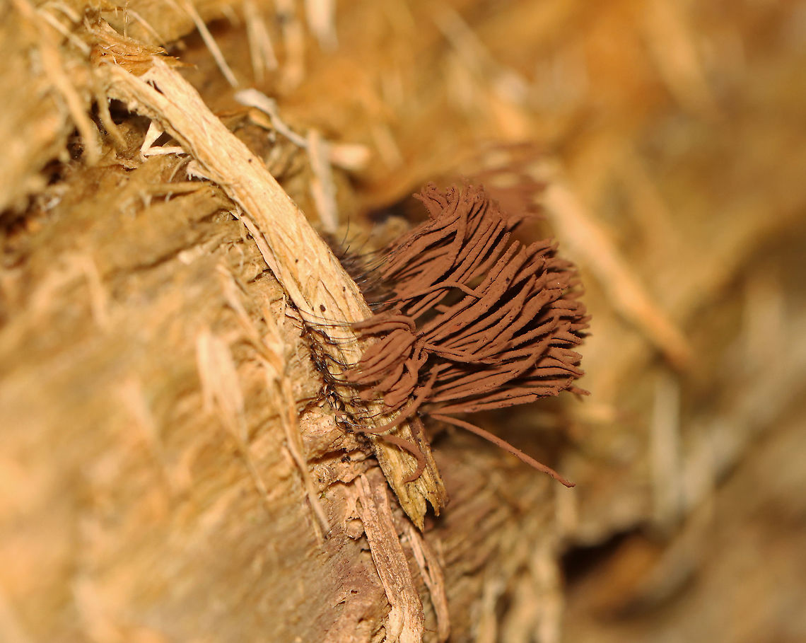 Chocolate Tube Slime Mold - Stemonitis sp. Habitat: Rotting wood; deciduous forest Chocolate tube slime mold,Geotagged,Stemonitis,Summer,United States,slime mold