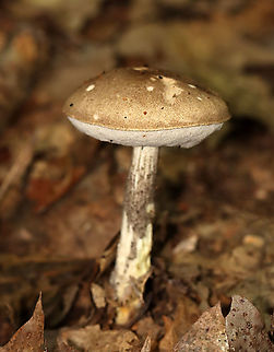 Birch Bolete - Leccinum scabrum Habitat: Deciduous forest
https://www.jungledragon.com/image/113368/birch_bolete_-_leccinum_scabrum.html Birch bolete,Geotagged,Leccinum,Leccinum scabrum,Summer,United States,fungus,mushroom