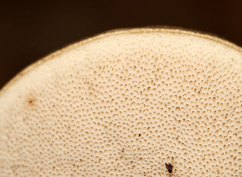 Birch Bolete - Leccinum scabrum Habitat: Deciduous forest
https://www.jungledragon.com/image/113367/birch_bolete_-_leccinum_scabrum.html Birch bolete,Geotagged,Leccinum scabrum,Summer,United States