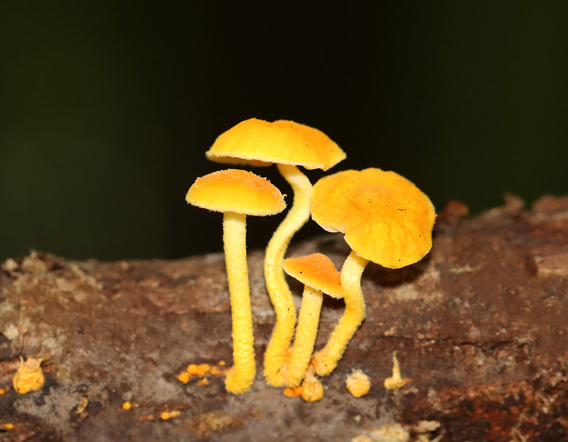 Golden-Scruffy Collybia - Cyptotrama asprata Cap: Yellow with some darker scales(?)<br />
Gills: Pale yellow; widely spaced; decurrent<br />
Stem: Curved; yellow; scaly<br />
Habitat: Growing on rotten wood in a mixed, but mostly deciduous forest with lots of oak<br />
<figure class="photo"><a href="https://www.jungledragon.com/image/113393/golden-scruffy_collybia_-_cyptotrama_asprata.html" title="Golden-Scruffy Collybia - Cyptotrama asprata"><img src="https://s3.amazonaws.com/media.jungledragon.com/images/3232/113393_thumb.jpg?AWSAccessKeyId=05GMT0V3GWVNE7GGM1R2&Expires=1767225610&Signature=f4s%2BRHWTYpBPkJaN6yQyqUdY%2FgQ%3D" width="200" height="138" alt="Golden-Scruffy Collybia - Cyptotrama asprata Cap: Yellow with some darker scales(?)<br />
Gills: Pale yellow; widely spaced; decurrent<br />
Stem: Curved; yellow; scaly<br />
Habitat: Growing on rotten wood in a mixed, but mostly deciduous forest with lots of oak<br />
https://www.jungledragon.com/image/113392/golden-scruffy_collybia_-_cyptotrama_asprata.html Cyptotrama asprata,Geotagged,Golden-scruffy collybia,Summer,United States" /></a></figure> Cyptotrama,Cyptotrama asprata,Geotagged,Golden-scruffy collybia,Summer,United States,fungus,mushroom