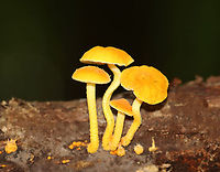 Golden-Scruffy Collybia - Cyptotrama asprata Cap: Yellow with some darker scales(?)<br />
Gills: Pale yellow; widely spaced; decurrent<br />
Stem: Curved; yellow; scaly<br />
Habitat: Growing on rotten wood in a mixed, but mostly deciduous forest with lots of oak<br />
https://www.jungledragon.com/image/113393/golden-scruffy_collybia_-_cyptotrama_asprata.html Cyptotrama,Cyptotrama asprata,Geotagged,Golden-scruffy collybia,Summer,United States,fungus,mushroom