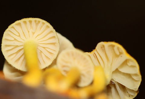 Golden-Scruffy Collybia - Cyptotrama asprata Cap: Yellow with some darker scales(?)
Gills: Pale yellow; widely spaced; decurrent
Stem: Curved; yellow; scaly
Habitat: Growing on rotten wood in a mixed, but mostly deciduous forest with lots of oak
https://www.jungledragon.com/image/113392/golden-scruffy_collybia_-_cyptotrama_asprata.html Cyptotrama asprata,Geotagged,Golden-scruffy collybia,Summer,United States