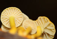 Golden-Scruffy Collybia - Cyptotrama asprata Cap: Yellow with some darker scales(?)<br />
Gills: Pale yellow; widely spaced; decurrent<br />
Stem: Curved; yellow; scaly<br />
Habitat: Growing on rotten wood in a mixed, but mostly deciduous forest with lots of oak<br />
https://www.jungledragon.com/image/113392/golden-scruffy_collybia_-_cyptotrama_asprata.html Cyptotrama asprata,Geotagged,Golden-scruffy collybia,Summer,United States
