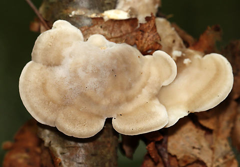 Unidentified Fungus - Trametes sp.? Soft, somewhat fuzzy tan caps; white pores; no discernable stems

Habitat: Growing on duff/rotting leaves; mostly deciduous forest Geotagged,Summer,United States,fungus,mushroom,trametes