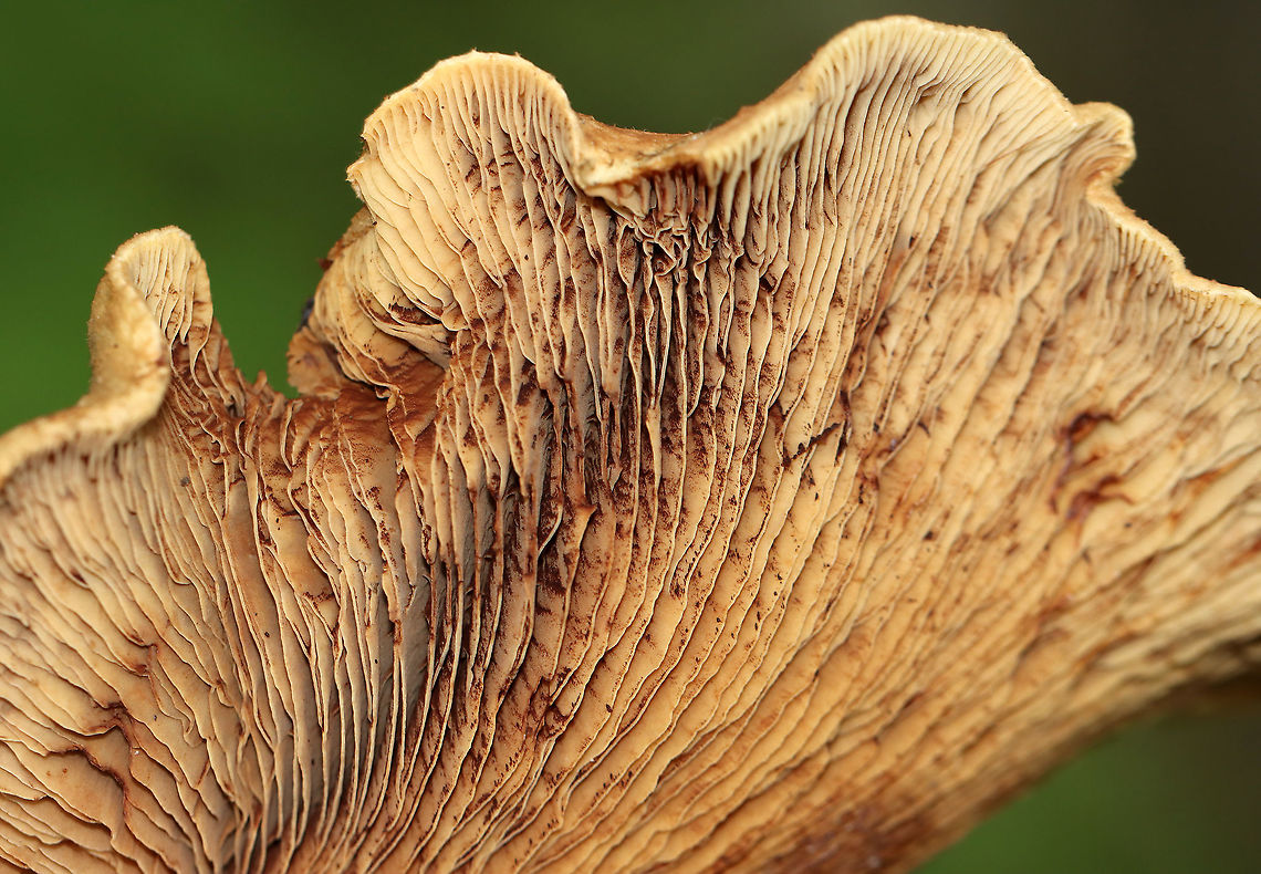 Poison Paxillus - Paxillus involutus Slightly slimy, brownish caps that were covered with fibers and had inrolled margins. Gills were decurrent and bruised brown when marked. Stems were similar in color to the caps.<br />
<br />
Habitat: Growing on the ground in a deciduous forest<br />
<figure class="photo"><a href="https://www.jungledragon.com/image/113396/poison_paxillus_-_paxillus_involutus.html" title="Poison Paxillus - Paxillus involutus"><img src="https://s3.amazonaws.com/media.jungledragon.com/images/3232/113396_thumb.jpg?AWSAccessKeyId=05GMT0V3GWVNE7GGM1R2&Expires=1759968010&Signature=zFLr%2FywTp4GnBofB0RS%2Bv5vOVTM%3D" width="200" height="144" alt="Poison Paxillus - Paxillus involutus Slightly slimy, brownish caps that were covered with fibers and had inrolled margins. Gills were decurrent and bruised brown when marked. Stems were similar in color to the caps.<br />
<br />
Habitat: Growing on the ground in a deciduous forest<br />
https://www.jungledragon.com/image/113395/poison_paxillus_-_paxillus_involutus.html Geotagged,Paxillus involutus,Poison Pax,Summer,United States" /></a></figure> Geotagged,Paxillus,Paxillus involutus,Poison Pax,Summer,United States,fungus,mushroom