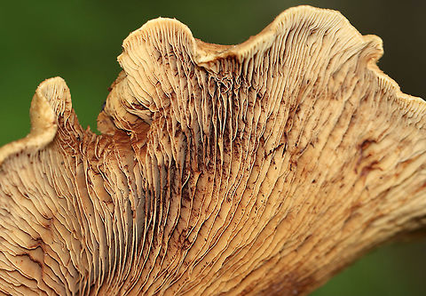 Poison Paxillus - Paxillus involutus Slightly slimy, brownish caps that were covered with fibers and had inrolled margins. Gills were decurrent and bruised brown when marked. Stems were similar in color to the caps.

Habitat: Growing on the ground in a deciduous forest
https://www.jungledragon.com/image/113396/poison_paxillus_-_paxillus_involutus.html Geotagged,Paxillus,Paxillus involutus,Poison Pax,Summer,United States,fungus,mushroom