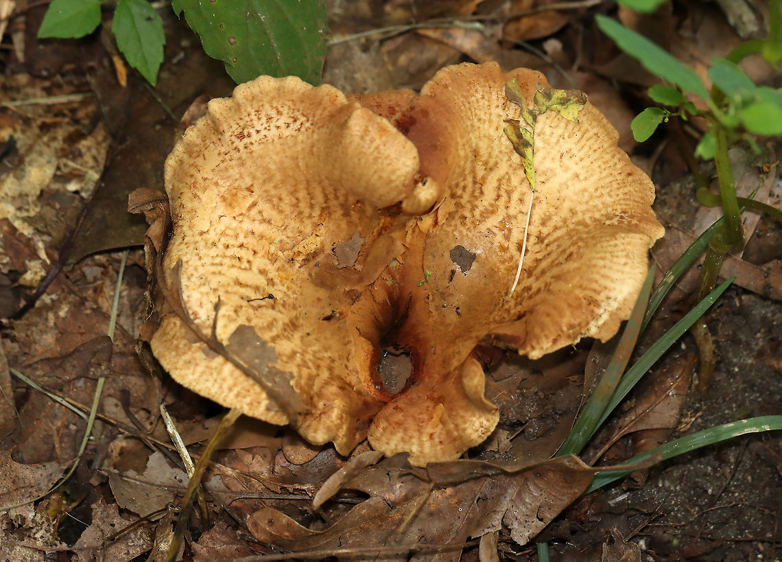 Poison Paxillus - Paxillus involutus Slightly slimy, brownish caps that were covered with fibers and had inrolled margins. Gills were decurrent and bruised brown when marked. Stems were similar in color to the caps.<br />
<br />
Habitat: Growing on the ground in a deciduous forest<br />
<figure class="photo"><a href="https://www.jungledragon.com/image/113395/poison_paxillus_-_paxillus_involutus.html" title="Poison Paxillus - Paxillus involutus"><img src="https://s3.amazonaws.com/media.jungledragon.com/images/3232/113395_thumb.jpg?AWSAccessKeyId=05GMT0V3GWVNE7GGM1R2&Expires=1759968010&Signature=dmQAIGOfx%2BcD5iz%2Ffc95s1UWKQI%3D" width="200" height="140" alt="Poison Paxillus - Paxillus involutus Slightly slimy, brownish caps that were covered with fibers and had inrolled margins. Gills were decurrent and bruised brown when marked. Stems were similar in color to the caps.<br />
<br />
Habitat: Growing on the ground in a deciduous forest<br />
https://www.jungledragon.com/image/113396/poison_paxillus_-_paxillus_involutus.html Geotagged,Paxillus,Paxillus involutus,Poison Pax,Summer,United States,fungus,mushroom" /></a></figure> Geotagged,Paxillus involutus,Poison Pax,Summer,United States