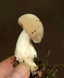 Pale Bolete - Imleria pallida Habitat: deciduous forest Geotagged,Imleria,Imleria pallida,Imleria pallidus,Summer,United States,bolete,boletus,pale bolete