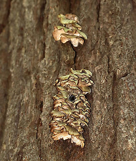 Turkey Tail - Trametes versicolor *Tentative ID

Habitat: Growing +8 ft above the ground on a dying tree; mixed, but mostly deciduous forest Geotagged,Summer,Trametes versicolor,Turkey Tail,United States,fungus,trametes