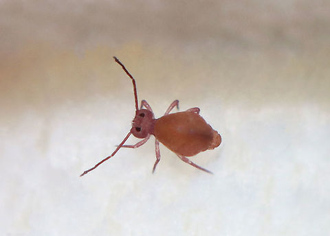Globular Springtail - Ptenothrix unicolor Habitat: Amanita mushroom; deciduous forest
https://www.jungledragon.com/image/113400/globular_springtail_-_ptenothrix_unicolor.html Collembola,Geotagged,Ptenothrix,Ptenothrix unicolor,Summer,United States,springtail