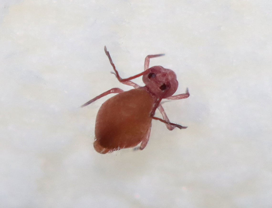 Globular Springtail - Ptenothrix unicolor Habitat: Amanita mushroom; deciduous forest<br />
<figure class="photo"><a href="https://www.jungledragon.com/image/113399/globular_springtail_-_ptenothrix_unicolor.html" title="Globular Springtail - Ptenothrix unicolor"><img src="https://s3.amazonaws.com/media.jungledragon.com/images/3232/113399_thumb.jpg?AWSAccessKeyId=05GMT0V3GWVNE7GGM1R2&Expires=1759968010&Signature=1fLoHhMkvRjjxCdlpeBs%2FTVJY9I%3D" width="200" height="144" alt="Globular Springtail - Ptenothrix unicolor Habitat: Amanita mushroom; deciduous forest<br />
https://www.jungledragon.com/image/113400/globular_springtail_-_ptenothrix_unicolor.html Collembola,Geotagged,Ptenothrix,Ptenothrix unicolor,Summer,United States,springtail" /></a></figure> Geotagged,Ptenothrix unicolor,Summer,United States
