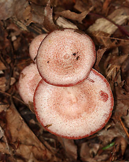 Lactarius subpurpureus Mostly flat caps with central depressions, zones of pink, and an inrolled margin. Nearly distant, pinkish gills that leak red milk. The stem was colored like the cap, but more pale.

Habitat: Growing on the ground; mixed forest
https://www.jungledragon.com/image/113518/lactarius_subpurpureus.html
https://www.jungledragon.com/image/113520/lactarius_subpurpureus.html
https://www.jungledragon.com/image/113521/lactarius_subpurpureus.html Geotagged,Lactarius,Lactarius subpurpureus,Summer,United States,fungus,milkcap,mushroom