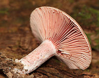 Lactarius subpurpureus Mostly flat caps with central depressions, zones of pink, and an inrolled margin. Nearly distant, pinkish gills that leak red milk. The stem was colored like the cap, but more pale.<br />
<br />
Habitat: Growing on the ground; mixed forest<br />
https://www.jungledragon.com/image/113518/lactarius_subpurpureus.html<br />
https://www.jungledragon.com/image/113520/lactarius_subpurpureus.html<br />
https://www.jungledragon.com/image/113521/lactarius_subpurpureus.html Geotagged,Lactarius subpurpureus,Summer,United States