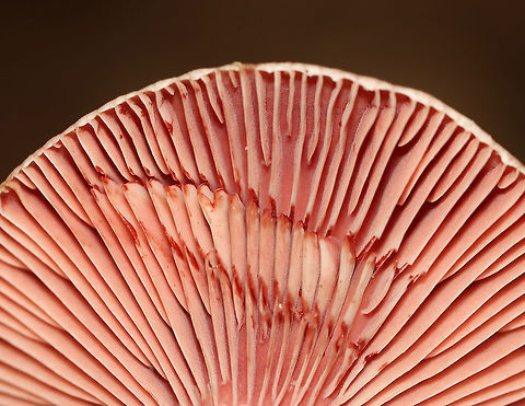 Lactarius subpurpureus Mostly flat caps with central depressions, zones of pink, and an inrolled margin. Nearly distant, pinkish gills that leak red milk. The stem was colored like the cap, but more pale.

Habitat: Growing on the ground; mixed forest
https://www.jungledragon.com/image/113518/lactarius_subpurpureus.html
https://www.jungledragon.com/image/113520/lactarius_subpurpureus.html
https://www.jungledragon.com/image/113521/lactarius_subpurpureus.html Geotagged,Lactarius subpurpureus,Summer,United States