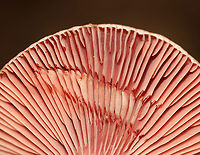 Lactarius subpurpureus Mostly flat caps with central depressions, zones of pink, and an inrolled margin. Nearly distant, pinkish gills that leak red milk. The stem was colored like the cap, but more pale.<br />
<br />
Habitat: Growing on the ground; mixed forest<br />
https://www.jungledragon.com/image/113518/lactarius_subpurpureus.html<br />
https://www.jungledragon.com/image/113520/lactarius_subpurpureus.html<br />
https://www.jungledragon.com/image/113521/lactarius_subpurpureus.html Geotagged,Lactarius subpurpureus,Summer,United States