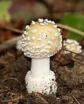 Amanita series Pantherinae Possibly Amanita multisquamosa or Amanita velatipes.<br />
<br />
Habitat: Growing on the ground; mostly deciduous forest<br />
https://www.jungledragon.com/image/113524/amanita_series_pantherinae.html Amanita,Amanita series Pantherinae,Geotagged,Summer,United States,fungus,mushroom