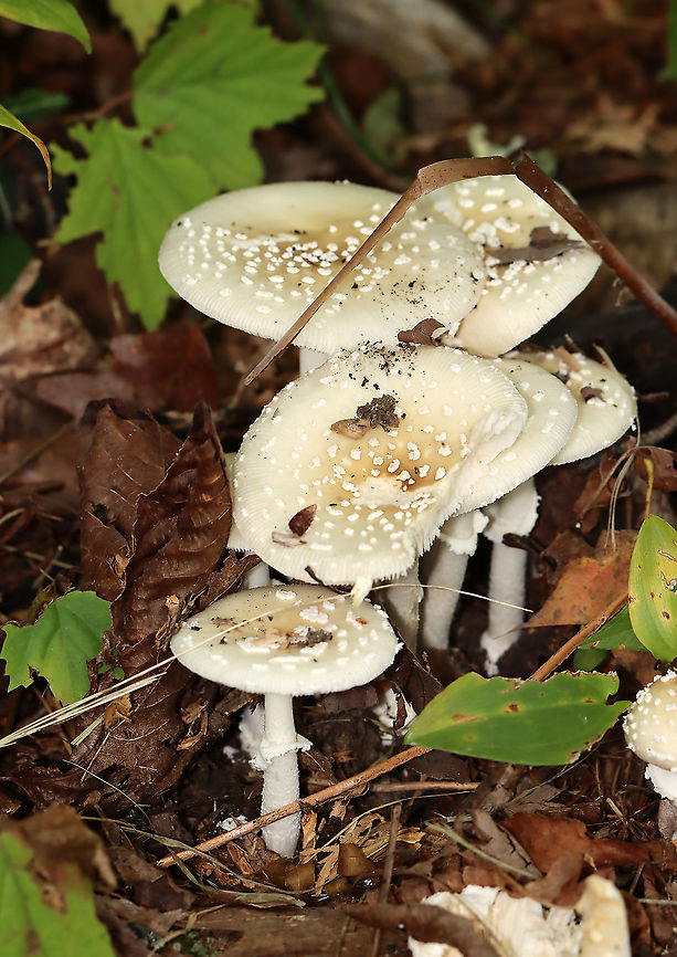 Amanita series Pantherinae Possibly Amanita multisquamosa or Amanita velatipes.<br />
<br />
Habitat: Growing on the ground; mostly deciduous forest<br />
<figure class="photo"><a href="https://www.jungledragon.com/image/113523/amanita_series_pantherinae.html" title="Amanita series Pantherinae"><img src="https://s3.amazonaws.com/media.jungledragon.com/images/3232/113523_thumb.jpg?AWSAccessKeyId=05GMT0V3GWVNE7GGM1R2&Expires=1759968010&Signature=lV%2FsbwfBYRNMNttmxD0Av%2Fdnl0Q%3D" width="124" height="152" alt="Amanita series Pantherinae Possibly Amanita multisquamosa or Amanita velatipes.<br />
<br />
Habitat: Growing on the ground; mostly deciduous forest<br />
https://www.jungledragon.com/image/113524/amanita_series_pantherinae.html Amanita,Amanita series Pantherinae,Geotagged,Summer,United States,fungus,mushroom" /></a></figure> Geotagged,Summer,United States