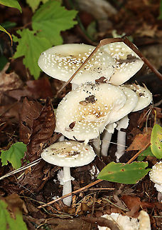 Amanita series Pantherinae Possibly Amanita multisquamosa or Amanita velatipes.

Habitat: Growing on the ground; mostly deciduous forest
https://www.jungledragon.com/image/113523/amanita_series_pantherinae.html Geotagged,Summer,United States