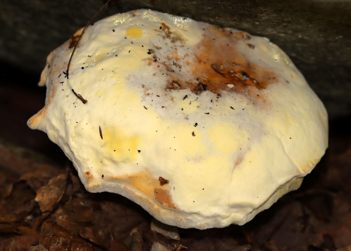 Bolete Eater - Hypomyces chrysospermus Habitat: Bolete; mostly deciduous forest Bolete eater,Geotagged,Hypomyces,Hypomyces chrysospermus,Summer,United States,bolete