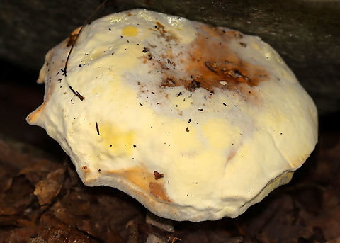 Bolete Eater - Hypomyces chrysospermus Habitat: Bolete; mostly deciduous forest Bolete eater,Geotagged,Hypomyces,Hypomyces chrysospermus,Summer,United States,bolete