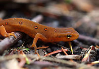 Eastern Newt - Notophthalmus viridescens The spots were practically glowing.<br />
<br />
Habitat: Mixed forest<br />
https://www.jungledragon.com/image/113527/eastern_newt_-_notophthalmus_viridescens.html Eastern newt,Geotagged,Notophthalmus,Notophthalmus viridescens,Summer,United States,newt,salamander