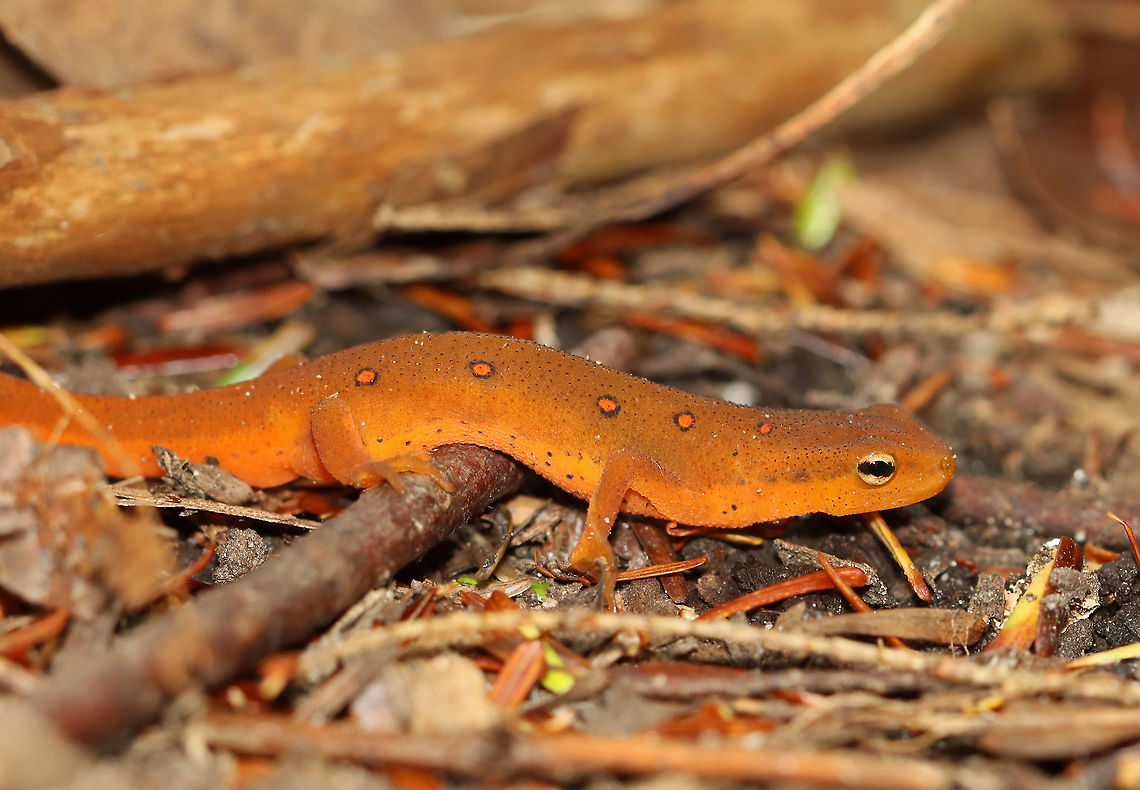Eastern Newt - Notophthalmus viridescens Habitat: Mixed forest<br />
<figure class="photo"><a href="https://www.jungledragon.com/image/113526/eastern_newt_-_notophthalmus_viridescens.html" title="Eastern Newt - Notophthalmus viridescens"><img src="https://s3.amazonaws.com/media.jungledragon.com/images/3232/113526_thumb.jpg?AWSAccessKeyId=05GMT0V3GWVNE7GGM1R2&Expires=1759968010&Signature=WgSsKvqPHfNfGVRmAlioJ4mjCU0%3D" width="200" height="142" alt="Eastern Newt - Notophthalmus viridescens The spots were practically glowing.<br />
<br />
Habitat: Mixed forest<br />
https://www.jungledragon.com/image/113527/eastern_newt_-_notophthalmus_viridescens.html Eastern newt,Geotagged,Notophthalmus,Notophthalmus viridescens,Summer,United States,newt,salamander" /></a></figure> Eastern newt,Geotagged,Notophthalmus viridescens,Summer,United States