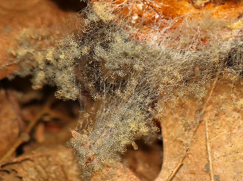 Fungus Growing on Fungus! Habitat: Growing on a bolete; deciduous forest Geotagged,Summer,United States,fungus,mold,mushroom