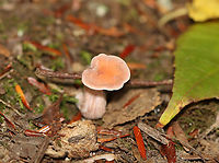 Laccaria laccata *Tentative ID<br />
<br />
Habitat: Mixed forest<br />
https://www.jungledragon.com/image/113529/laccaria_laccata.html<br />
https://www.jungledragon.com/image/113531/laccaria_laccata.html<br />
https://www.jungledragon.com/image/113530/laccaria_laccata.html<br />
<br />
<br />
 Geotagged,Laccaria,Laccaria laccata,Summer,United States,Waxy laccaria,fungus,mushroom