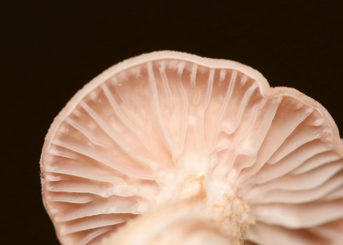 Laccaria laccata *Tentative ID<br />
<br />
Habitat: Mixed forest<br />
<figure class="photo"><a href="https://www.jungledragon.com/image/113529/laccaria_laccata.html" title="Laccaria laccata"><img src="https://s3.amazonaws.com/media.jungledragon.com/images/3232/113529_thumb.jpg?AWSAccessKeyId=05GMT0V3GWVNE7GGM1R2&Expires=1767225610&Signature=L1uuXWnOmevFhfbNPfnreaU7ytc%3D" width="200" height="150" alt="Laccaria laccata *Tentative ID<br />
<br />
Habitat: Mixed forest<br />
https://www.jungledragon.com/image/113529/laccaria_laccata.html<br />
https://www.jungledragon.com/image/113531/laccaria_laccata.html<br />
https://www.jungledragon.com/image/113530/laccaria_laccata.html<br />
<br />
<br />
 Geotagged,Laccaria,Laccaria laccata,Summer,United States,Waxy laccaria,fungus,mushroom" /></a></figure><br />
<figure class="photo"><a href="https://www.jungledragon.com/image/113531/laccaria_laccata.html" title="Laccaria laccata"><img src="https://s3.amazonaws.com/media.jungledragon.com/images/3232/113531_thumb.jpg?AWSAccessKeyId=05GMT0V3GWVNE7GGM1R2&Expires=1767225610&Signature=R8CLsQewSMELeFcGYxvSbBu9Y9Q%3D" width="126" height="152" alt="Laccaria laccata *Tentative ID<br />
<br />
Habitat: Mixed forest<br />
https://www.jungledragon.com/image/113529/laccaria_laccata.html<br />
https://www.jungledragon.com/image/113531/laccaria_laccata.html<br />
https://www.jungledragon.com/image/113530/laccaria_laccata.html<br />
<br />
<br />
 Geotagged,Laccaria laccata,Summer,United States,Waxy laccaria" /></a></figure><br />
<figure class="photo"><a href="https://www.jungledragon.com/image/113530/laccaria_laccata.html" title="Laccaria laccata"><img src="https://s3.amazonaws.com/media.jungledragon.com/images/3232/113530_thumb.jpg?AWSAccessKeyId=05GMT0V3GWVNE7GGM1R2&Expires=1767225610&Signature=qzvbl3QPW13iFPhZEE%2F8GFym2xo%3D" width="200" height="144" alt="Laccaria laccata *Tentative ID<br />
<br />
Habitat: Mixed forest<br />
https://www.jungledragon.com/image/113529/laccaria_laccata.html<br />
https://www.jungledragon.com/image/113531/laccaria_laccata.html<br />
https://www.jungledragon.com/image/113530/laccaria_laccata.html<br />
<br />
<br />
 Geotagged,Laccaria laccata,Summer,United States,Waxy laccaria" /></a></figure><br />
<br />
<br />
 Geotagged,Laccaria laccata,Summer,United States,Waxy laccaria